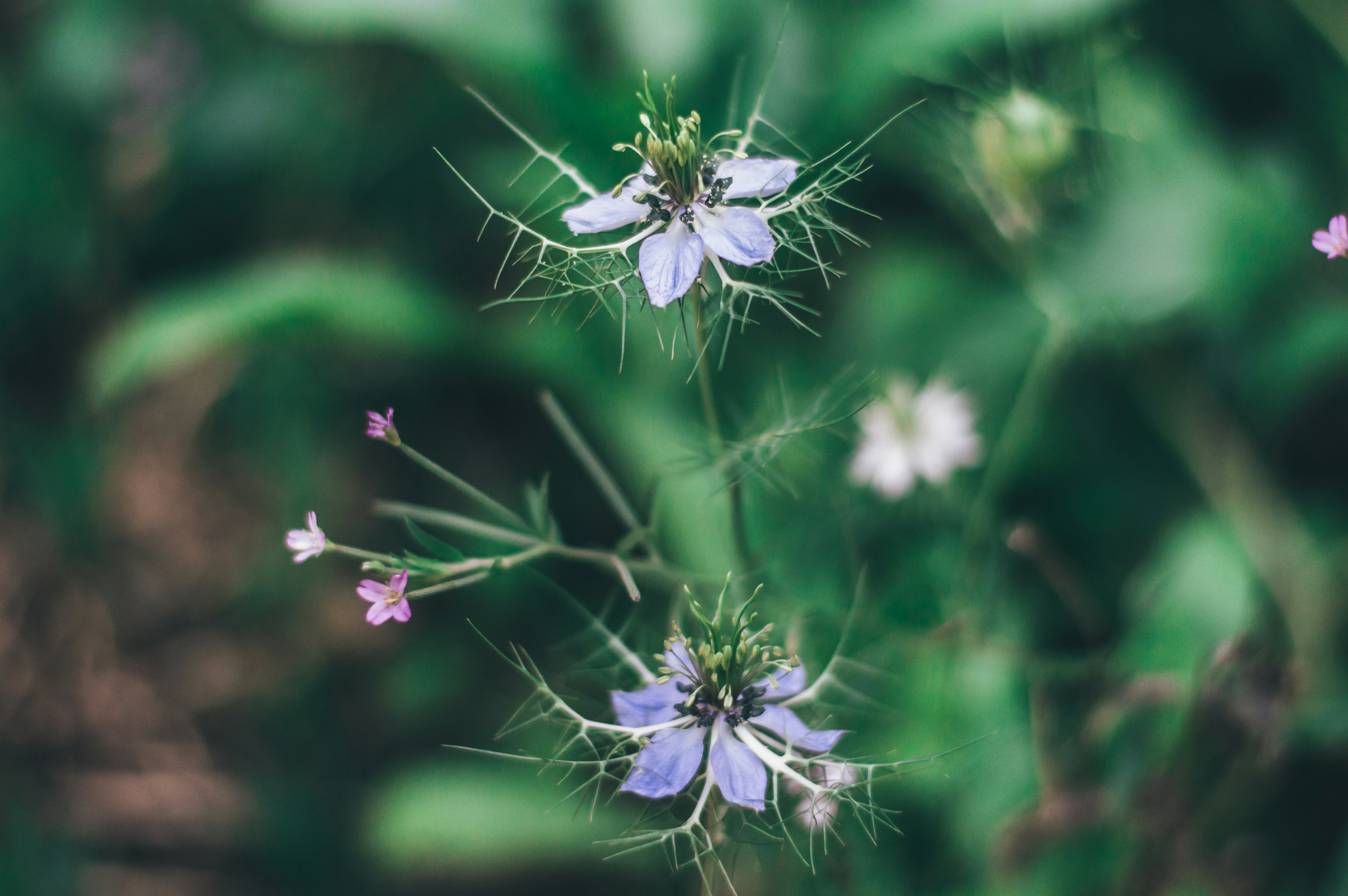 selective focus photography of purple plants